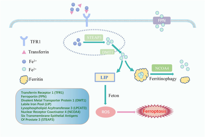 FIGURE 2