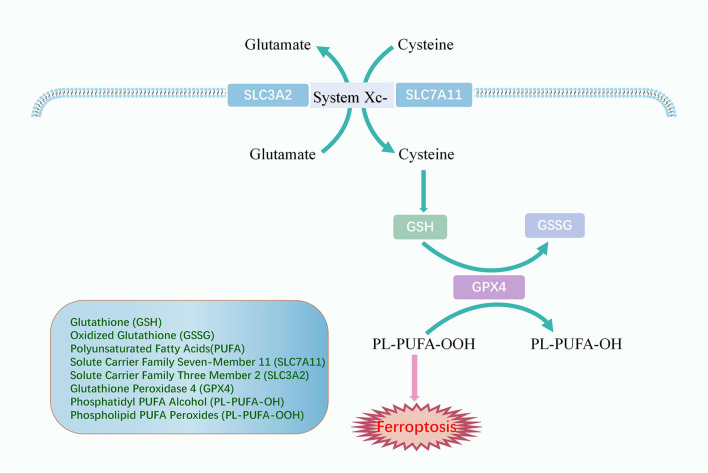 FIGURE 3