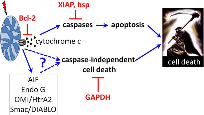 Fig. 2