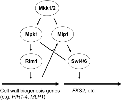 Figure 7 