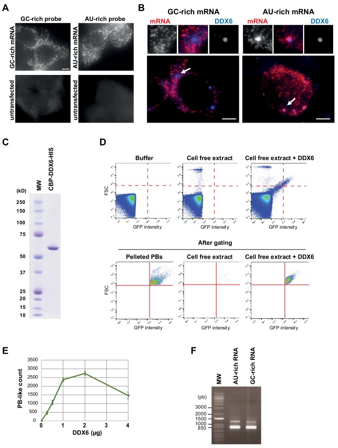 Figure 6—figure supplement 2.