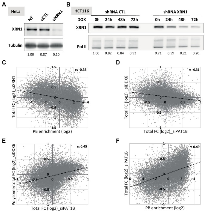 Figure 4—figure supplement 1.