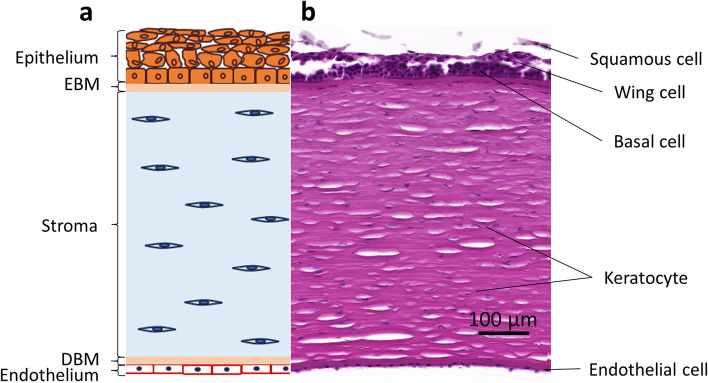 Fig. 1