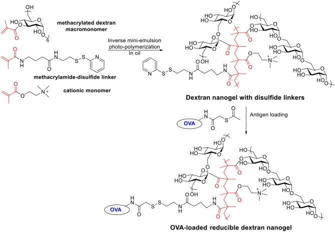 Scheme 6