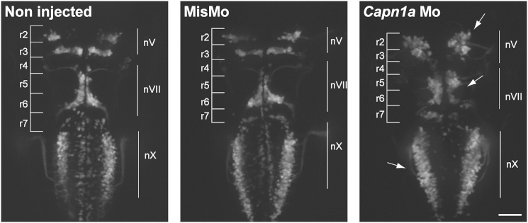 Figure 3