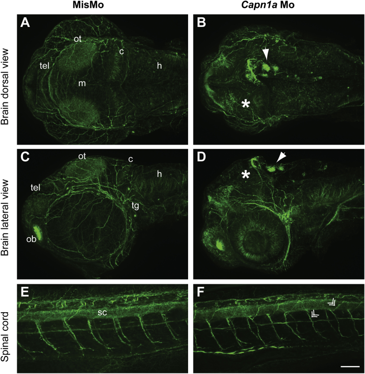 Figure 4