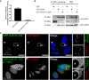 Figure 6—figure supplement 1.