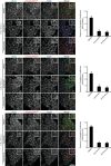 Figure 1—figure supplement 2.