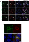 Figure 1—figure supplement 1.