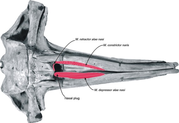 Fig. 9