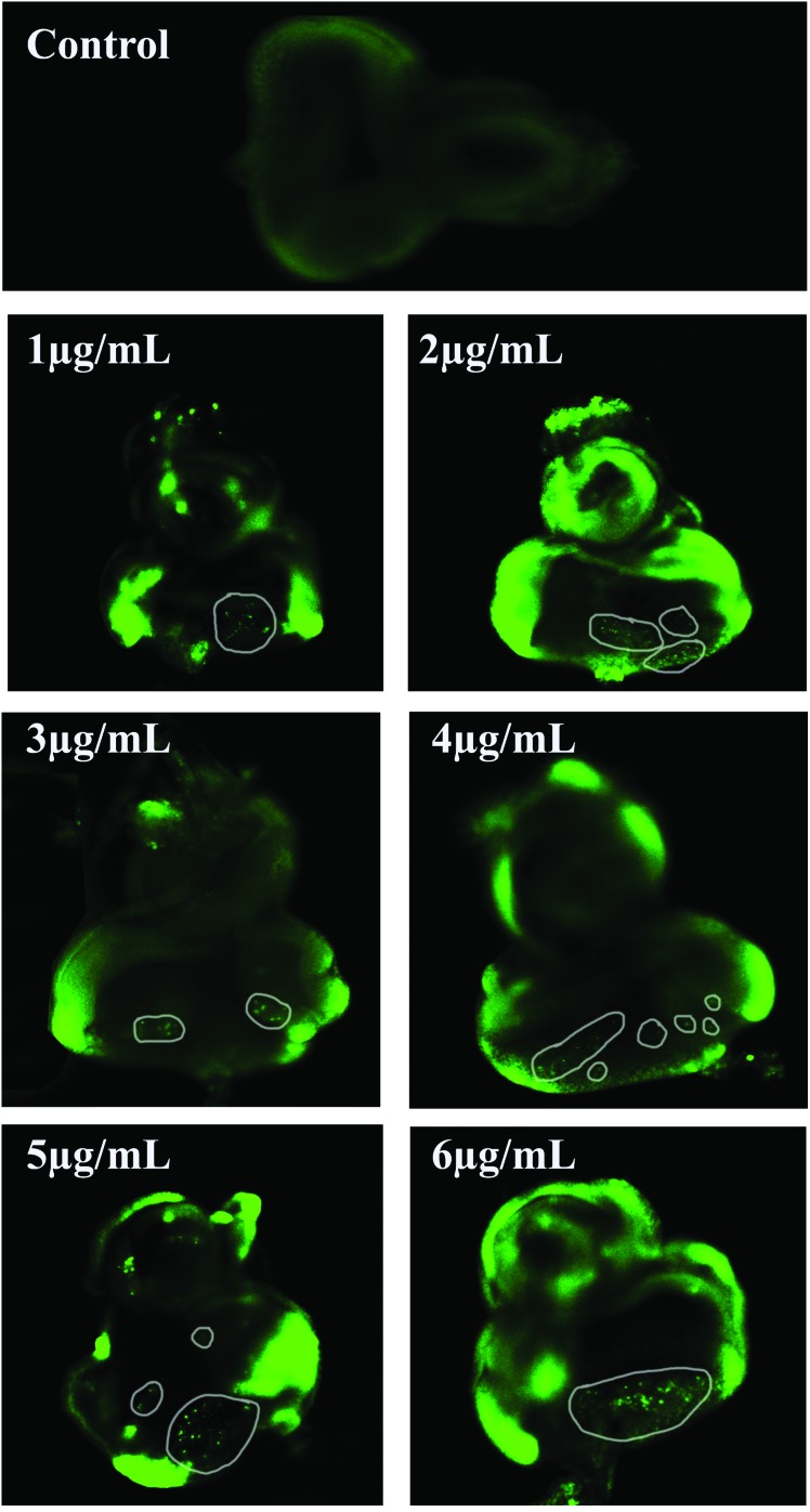 Fig. 11