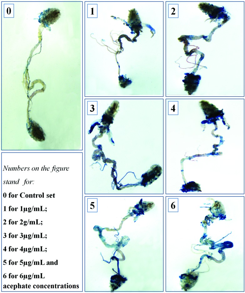 Fig. 7