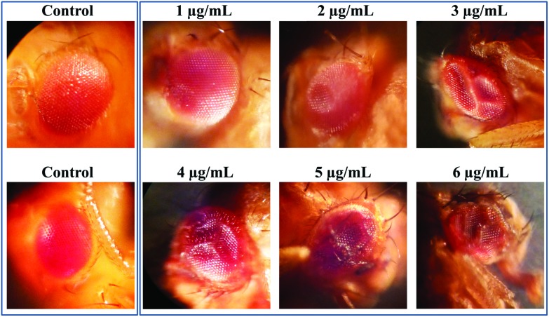 Fig. 9