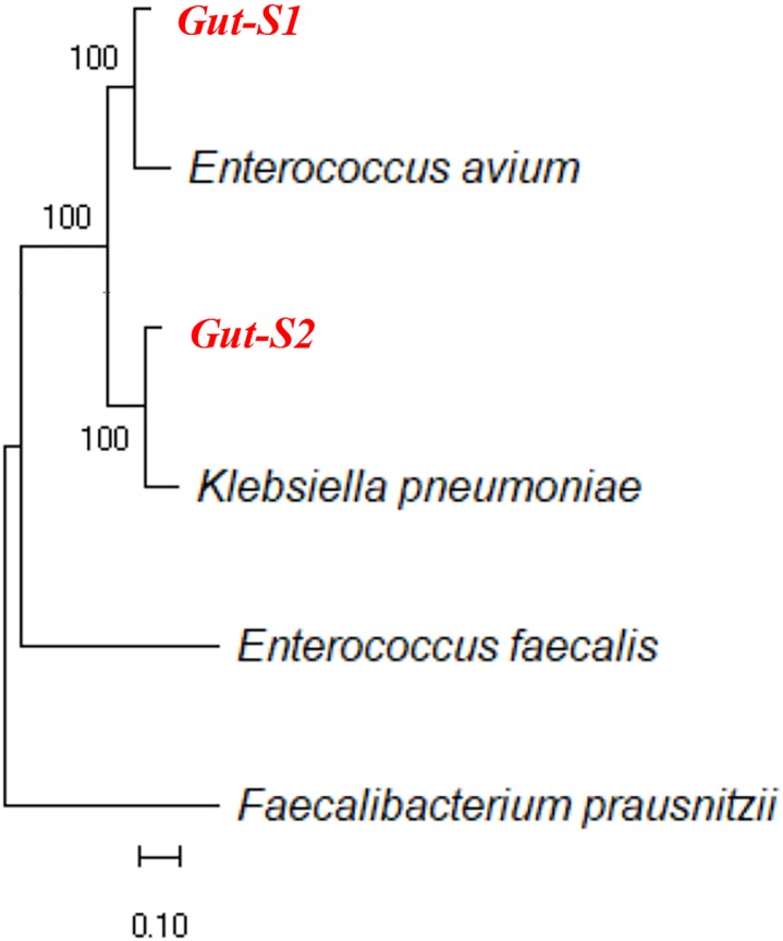 FIGURE 1