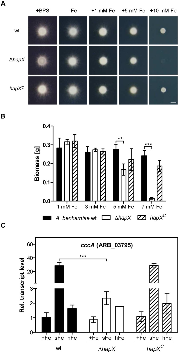 Fig 6