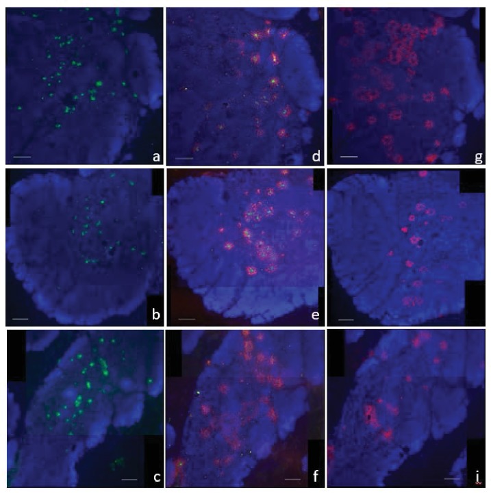 Figure 9—figure supplement 1.