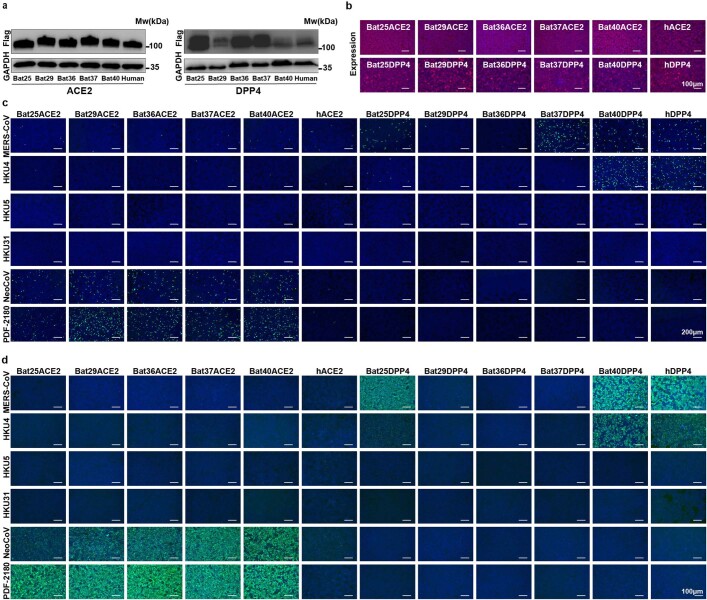 Extended Data Fig. 4