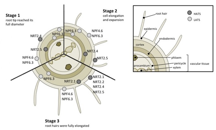 FIGURE 1