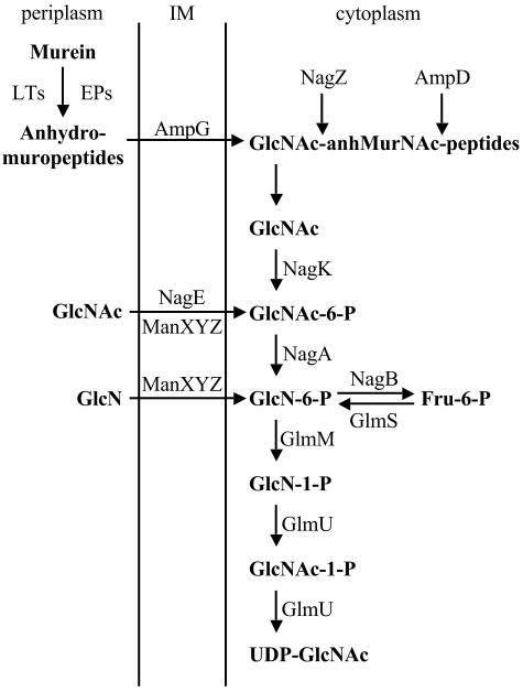 FIG. 1.