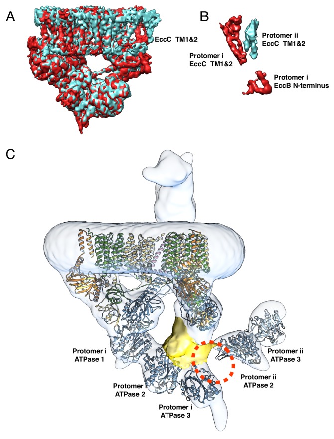 Figure 4—figure supplement 2.