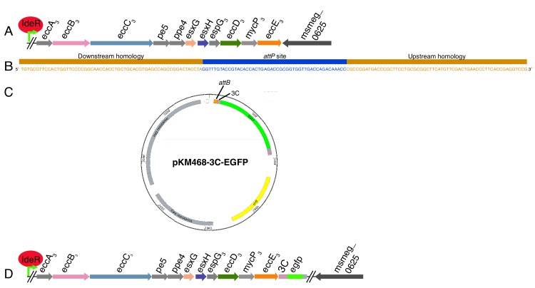 Figure 1—figure supplement 1.