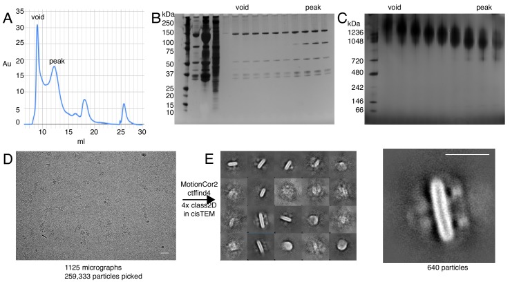 Figure 1—figure supplement 3.