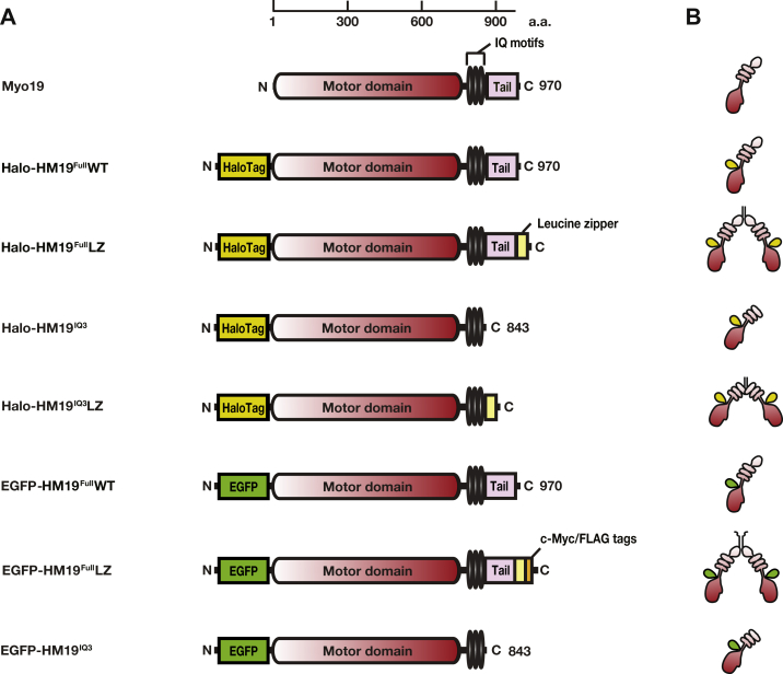 Figure 1