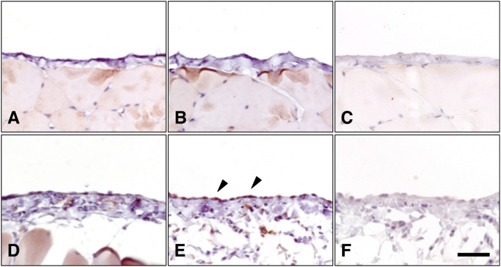 Fig. 8.