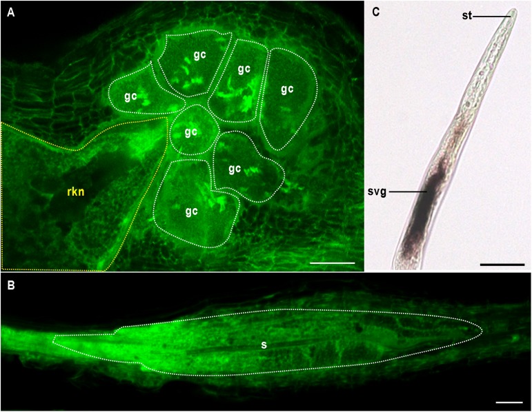 FIGURE 1