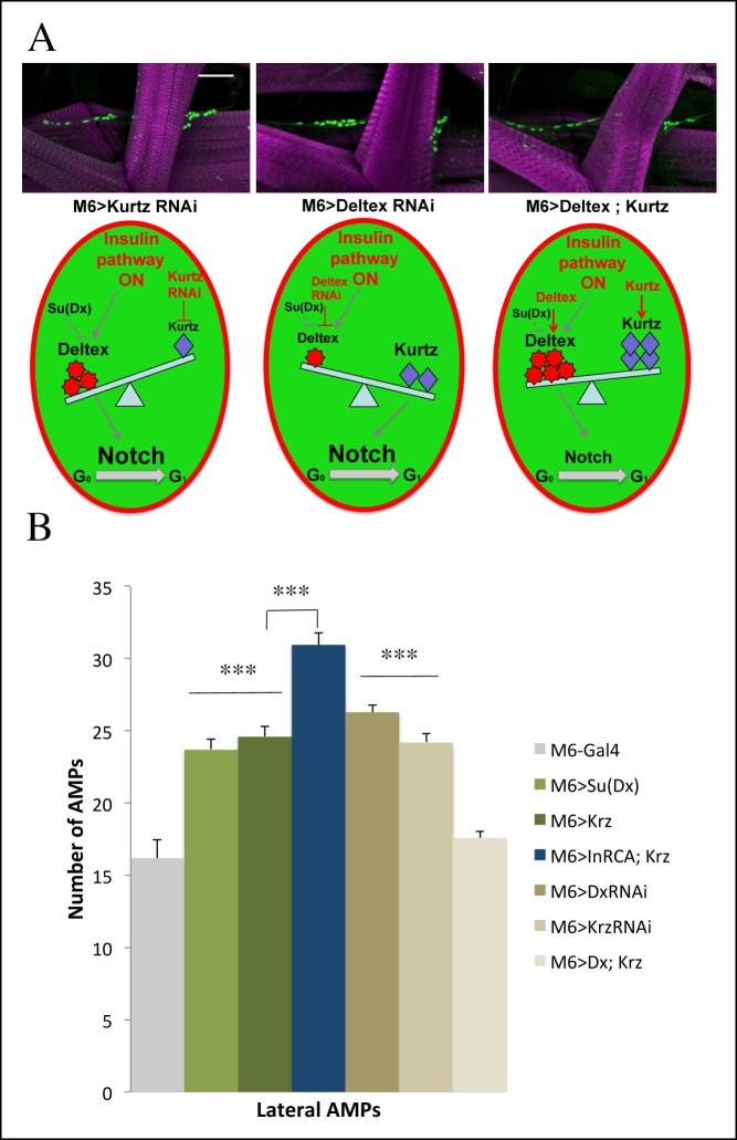 Figure 6—figure supplement 2.