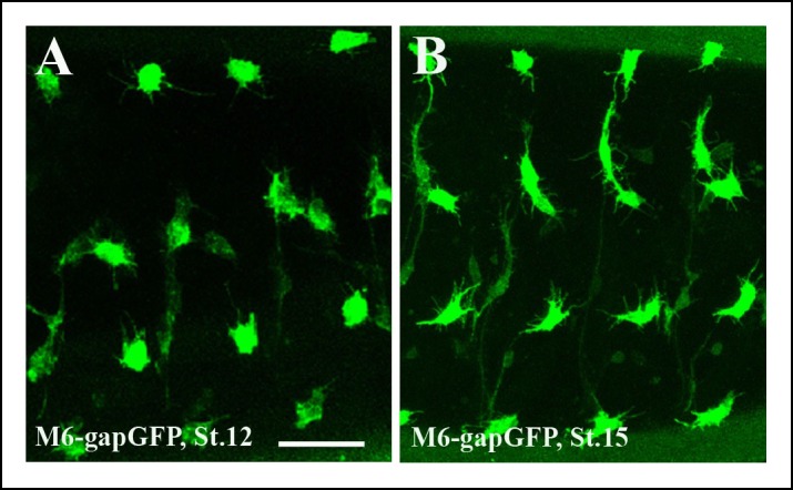 Figure 1—figure supplement 1.