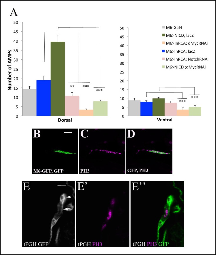 Figure 5—figure supplement 1.