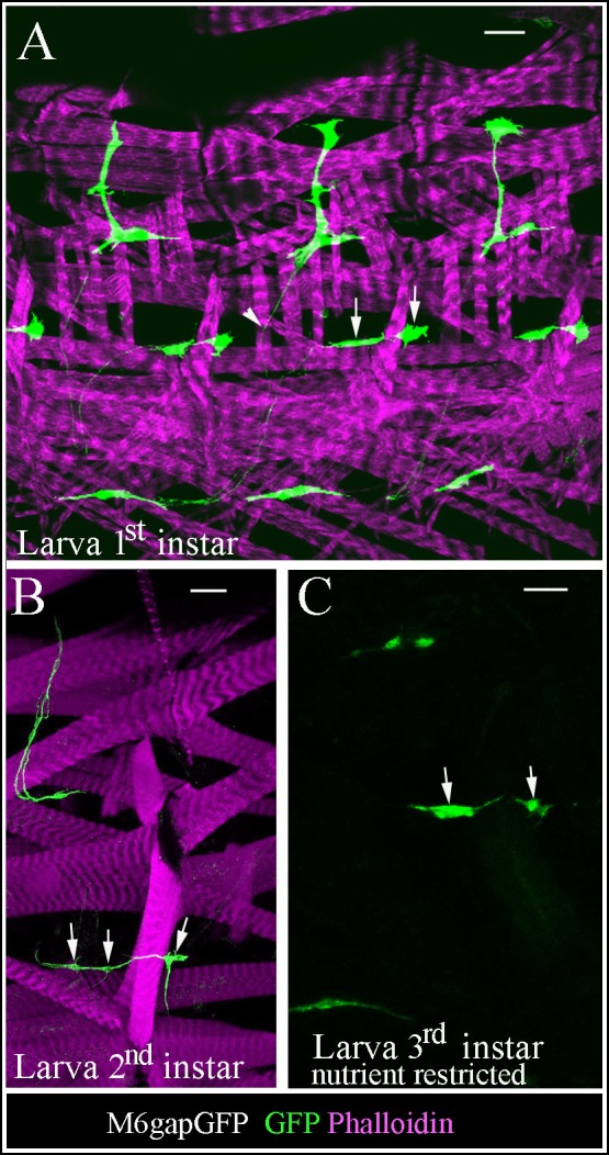 Figure 3—figure supplement 1.