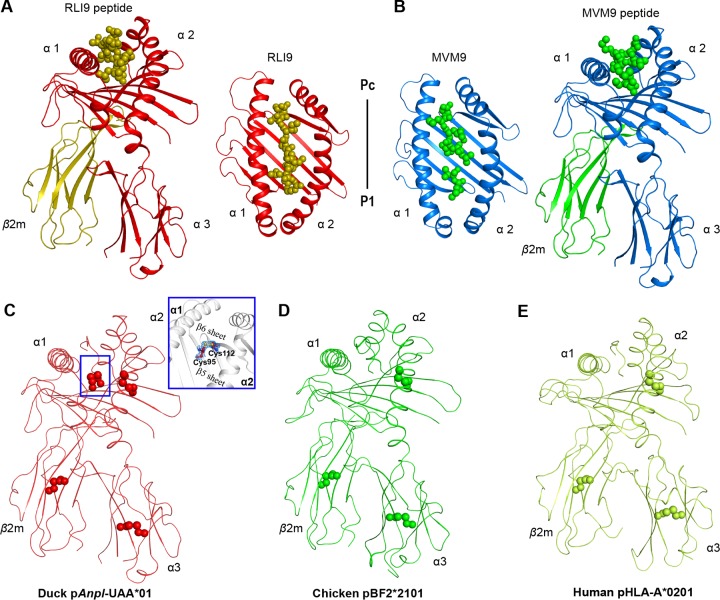 FIG 1