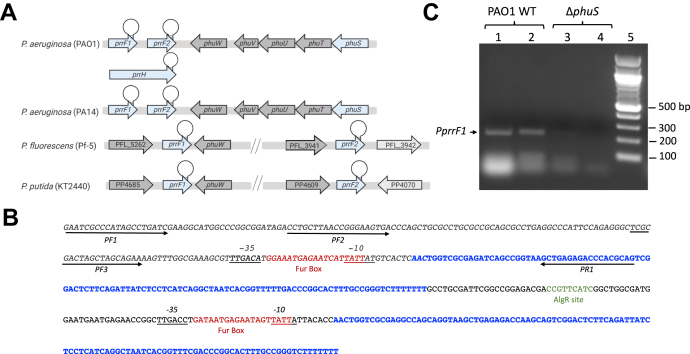 Figure 1