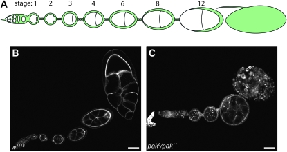 Figure 1.—