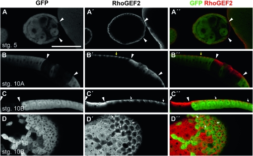 Figure 5.—