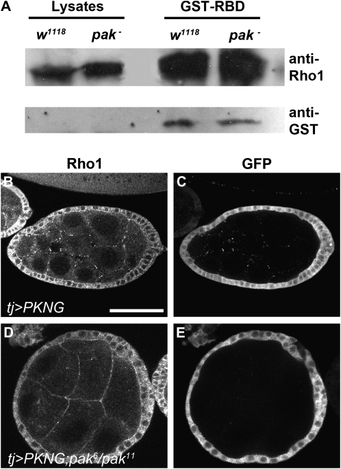 Figure 4.—