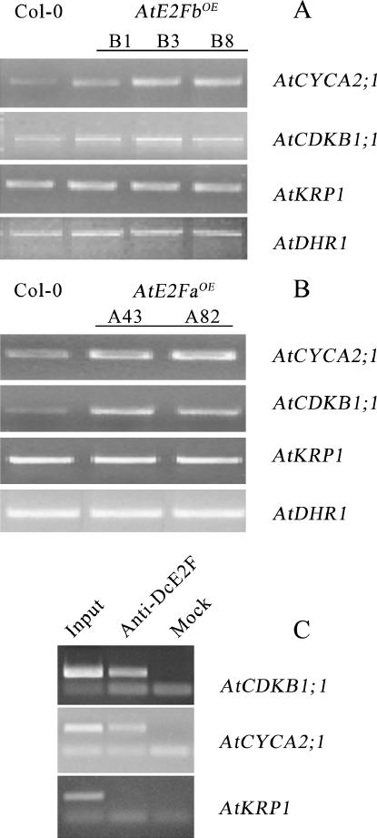 Figure 7.