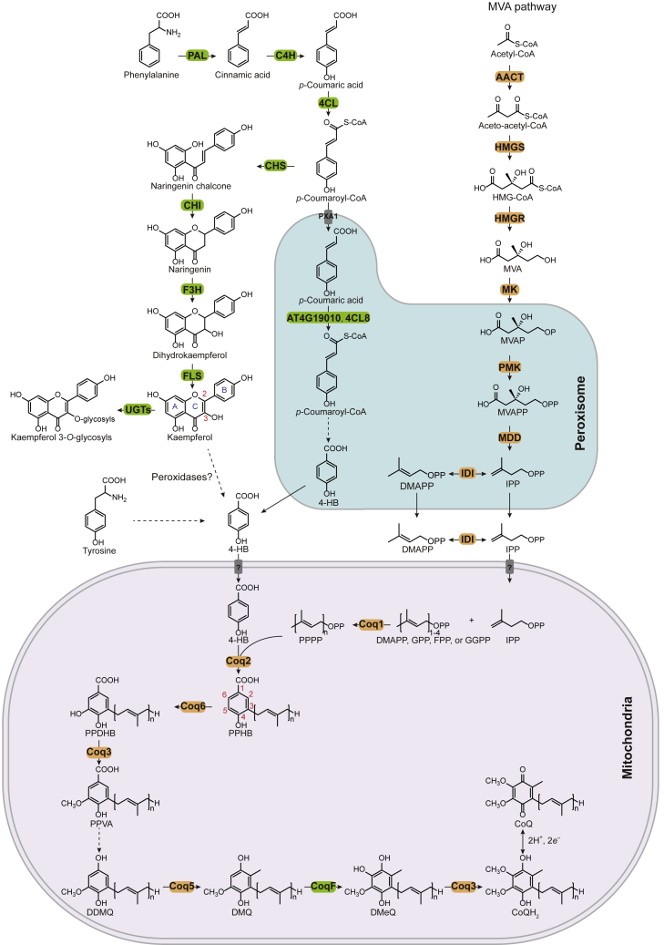 Figure 1