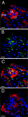 FIG. 2.