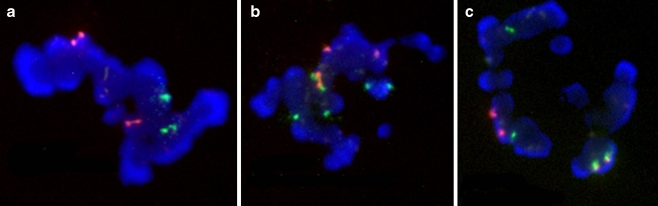 Fig. 1