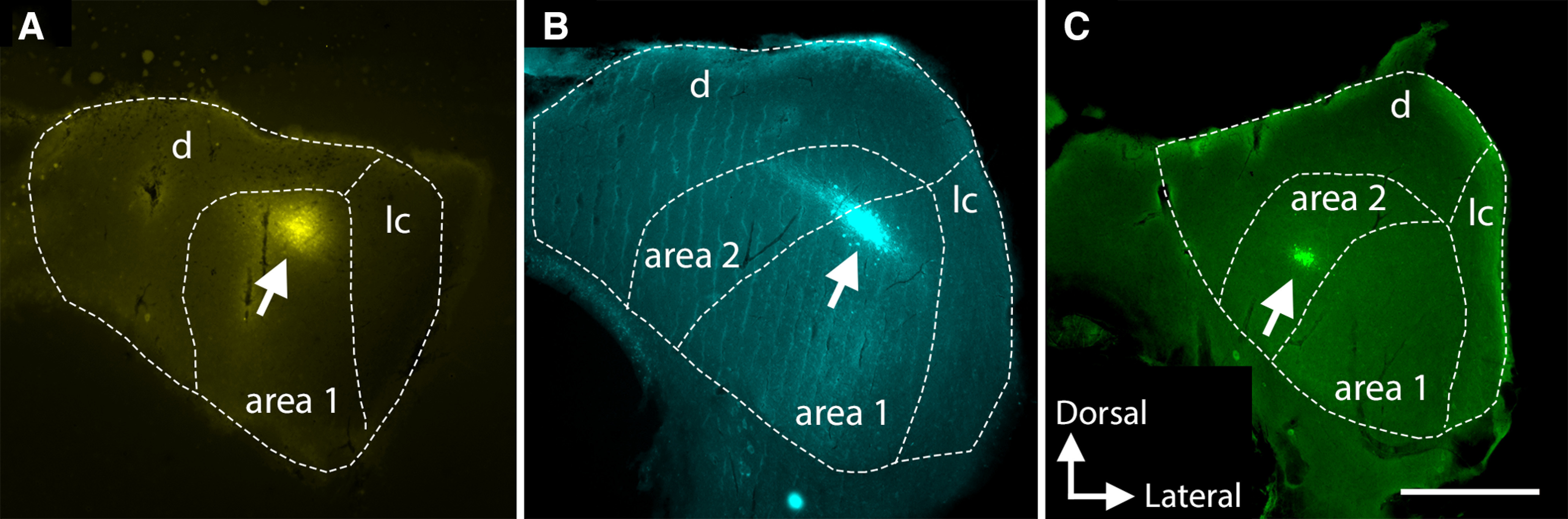 Figure 9.