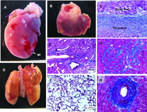 Fig. 8.