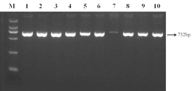 [Table/Fig-3]: