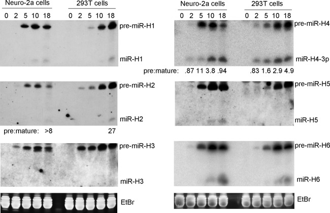 FIG 1