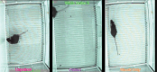 Video 3.