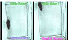 Video 4.