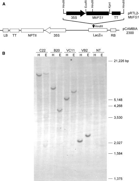 Figure 2.