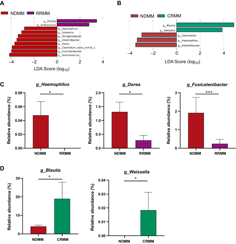 Figure 3. Gut microbiota associated with relapse and response to the disease. A and B, Taxonomic biomarkers identified by LEfSe analysis between multiple myeloma at diagnosis (NDMM) and (A) at relapse/refractory (RRMM) and (B) at complete remission (CRMM). C, Relative abundance (%) of the genus Haemophilus, Fusicatenibacter, and Dorea in NDMM compared with RRMM. D, Relative abundance (%) of the genus Blautia and Weisella in NDMM compared with CRMM. The results are represented by mean ± SEM. *, P < 0.05.